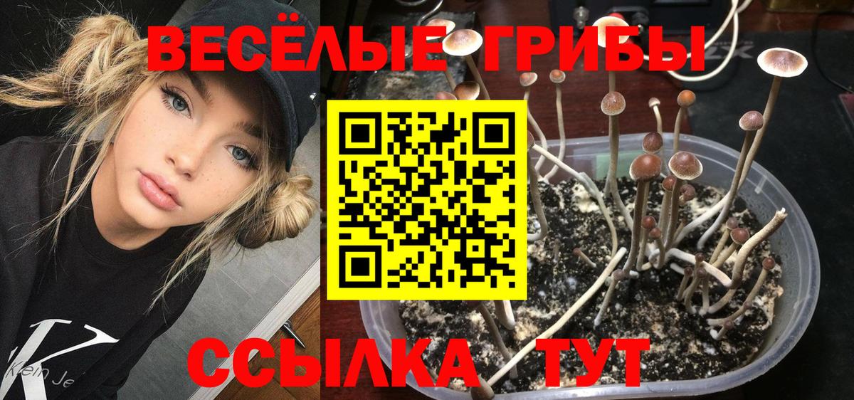 Псилоцибиновые грибы GOLDEN TEACHER Туапсе
